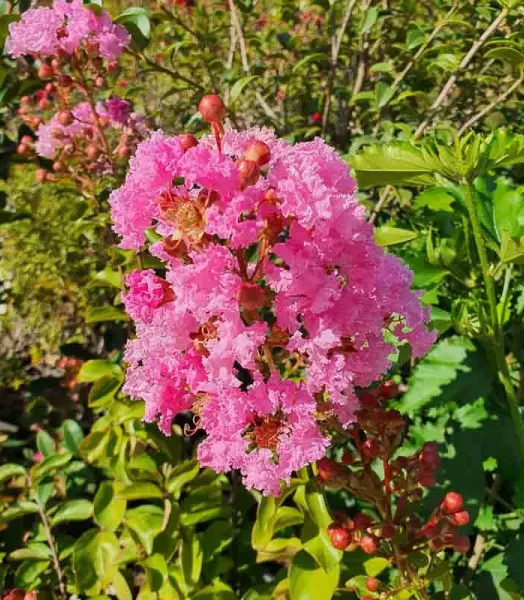 LAGERSTROEMIA indica ROSE 4L