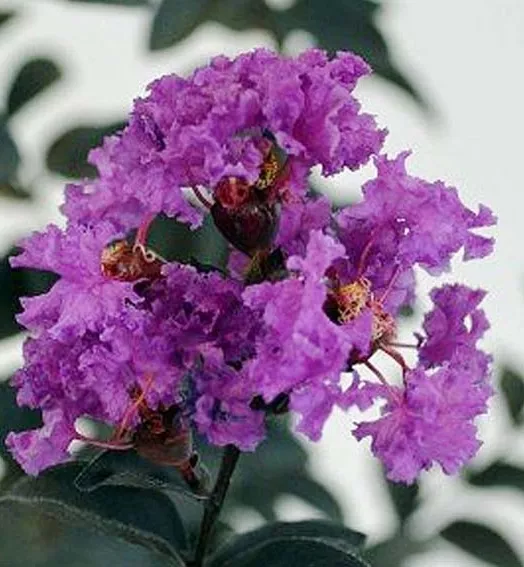 LAGERSTROEMIA indica MAUVE 4L