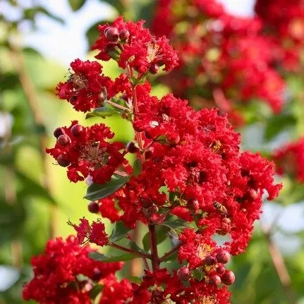 LAGERSTROEMIA indica 'Sunny Red' 4L