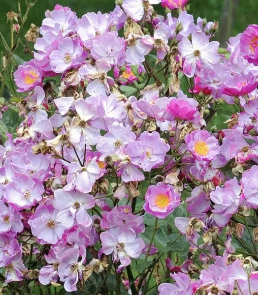 lavender-dream-665022-1.webp