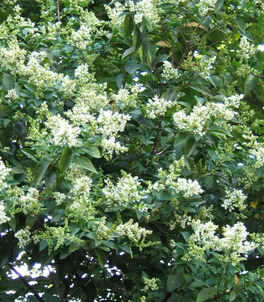 ligustrum_ovalifolium1.webp