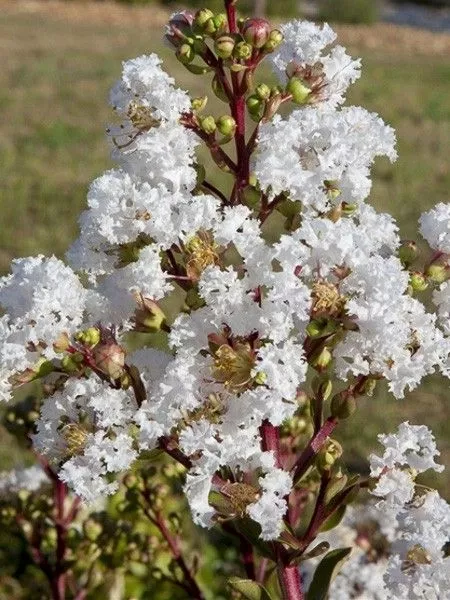 LAGERSTROEMIA indica 'Virgin- With Love' 4L