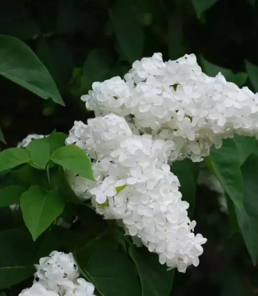 SYRINGA vulgaris 'Mme Florent Stepman' 7,5L