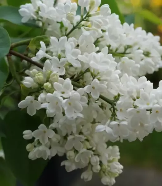 SYRINGA V.MME STEPMAN 7,5L