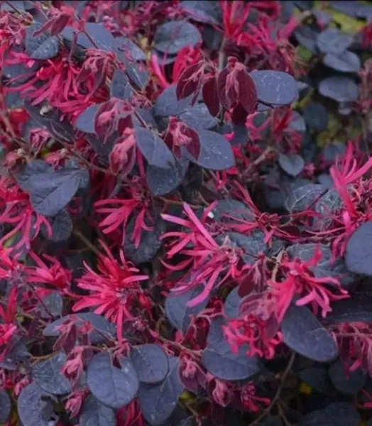 LOROPETALUM CH. BLACK PEARL 4L