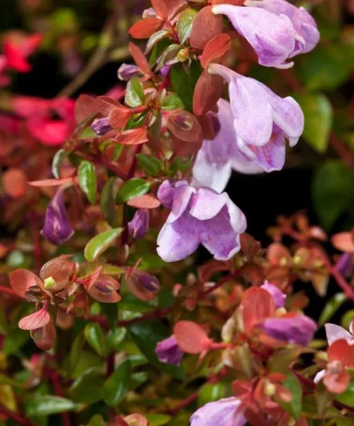 lwgw1gel_d873.webp