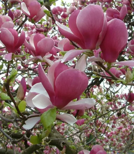 MAGNOLIA SOUL. RUSTICA RUBRA 4L