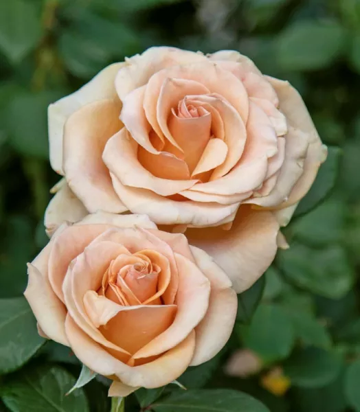 Rosier 'Lili marleen' 5L