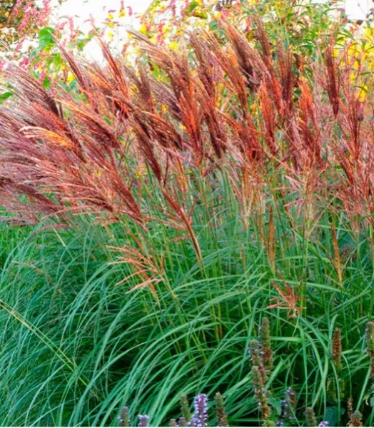 MISCANTHUS  sinensis Red Chief 4L