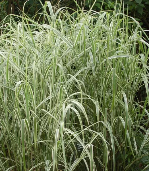 MISCANTHUS sinensis Cosmopolitan 4L