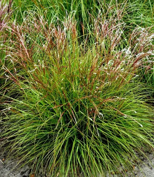 MISCANTHUS sinensis Cute one 4L