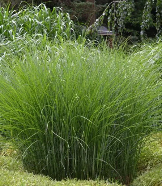 miscanthus-sinensis-gracillimus-eulalie-copyright-a-812112-1.webp
