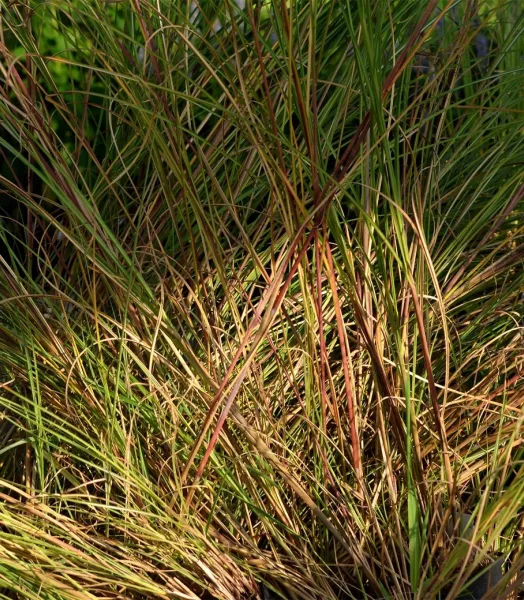 miscanthus-sinensis-gracillimus-eulalie-roseau-de-chine-81211-4_1.webp