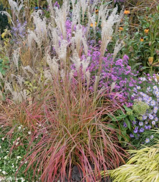 MISCANTHUS sinensis Little Miss 4L
