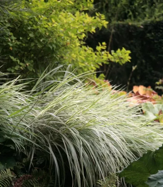 Miscanthus sinensis Variegatus 4L
