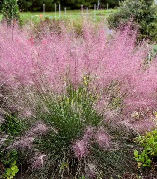 MULHENBERGIA capilaris 'Ruby' 4L