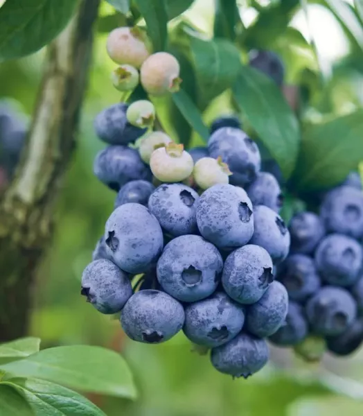 VACCINIUM CORYMBOSUM DARROW 4L