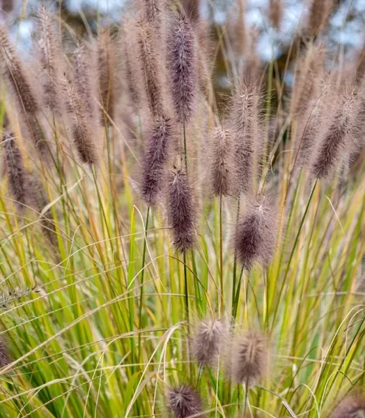 PENNISETUM ALOPP. Black beauty 4L