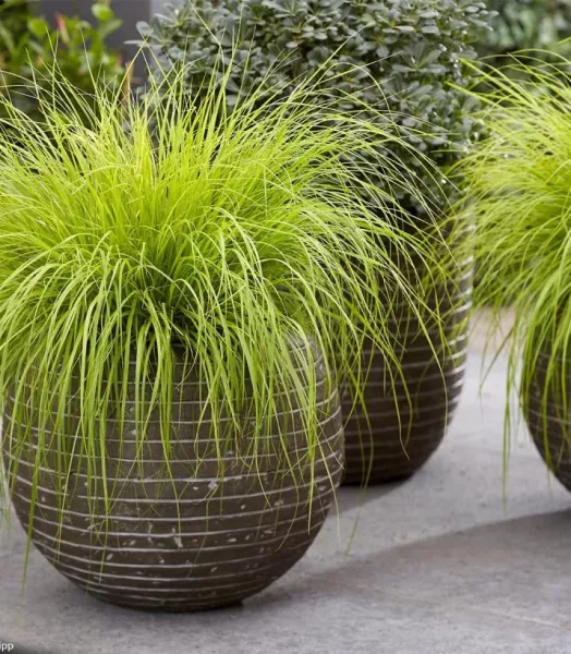PENNISETUM ALOPECUROIDES LUMEN GOLD 4L