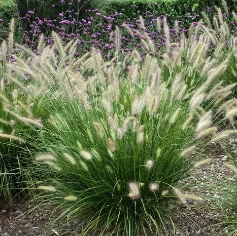 PENNISETUM alopecuroi. HAMELN 4L