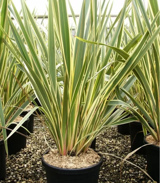 phormium-tenax-variegata-lin-de-nouvelle-z-lande-panach.webp