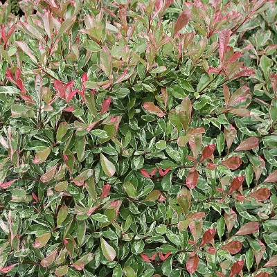 photinia-x-fraseri-pink-marble-cassini-tricolore-panache-rose.webp