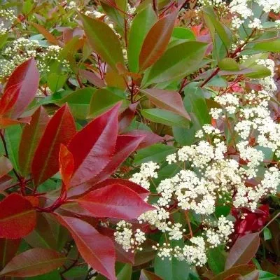 photinia_red_robin11_1_-compressed_1.webp