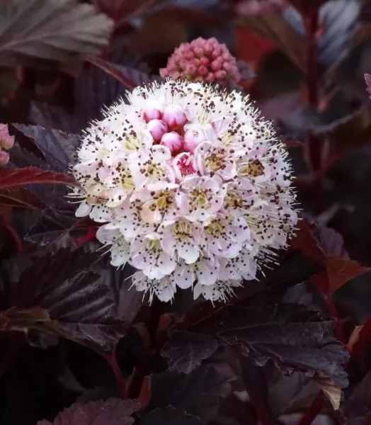 physocarpus-lady-in-red-copyright-promesse-fabien-813362-1.webp