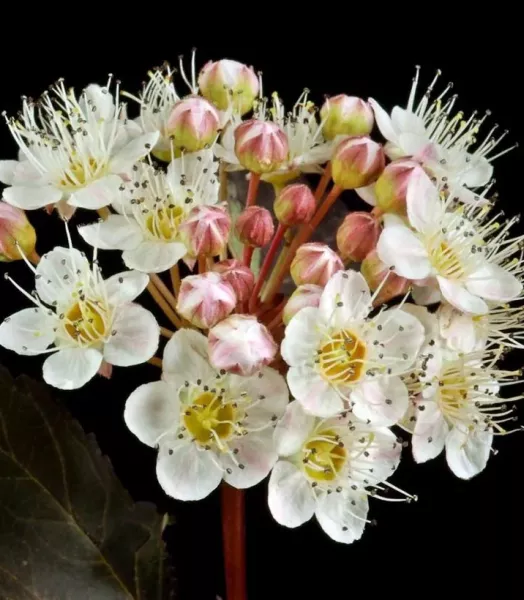 physocarpus-opulifolius-red-baron-87307-2.webp