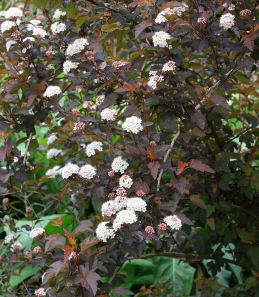 physocarpus-opulifolius-red-baron-physocarpe-a-feuille-d-obier-copyright-873071-1.webp