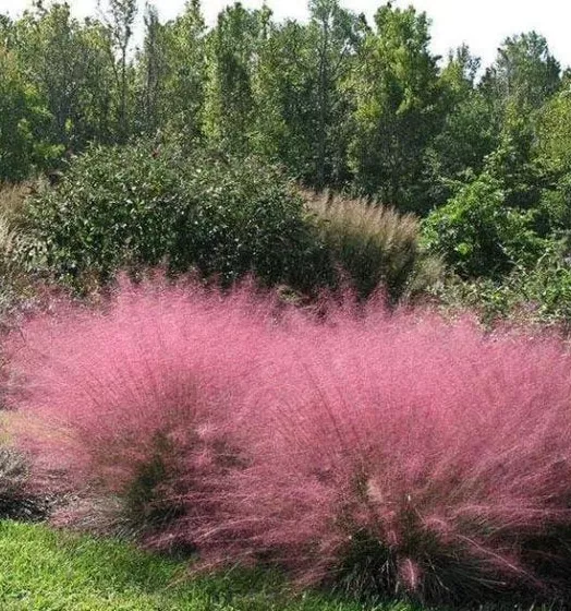 MUHLENBERGIA capilaris 'Pink Cloud' 4L