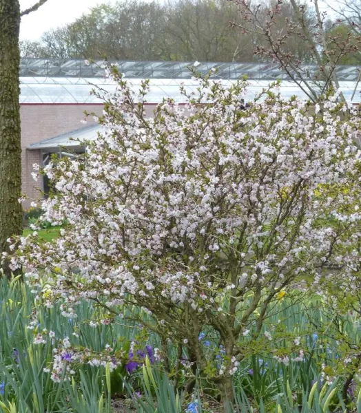 prunus-incisa-kojo-no-mai-7930-2.webp
