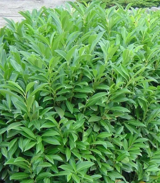 PRUNUS CAUCASICA Fontanette 4L