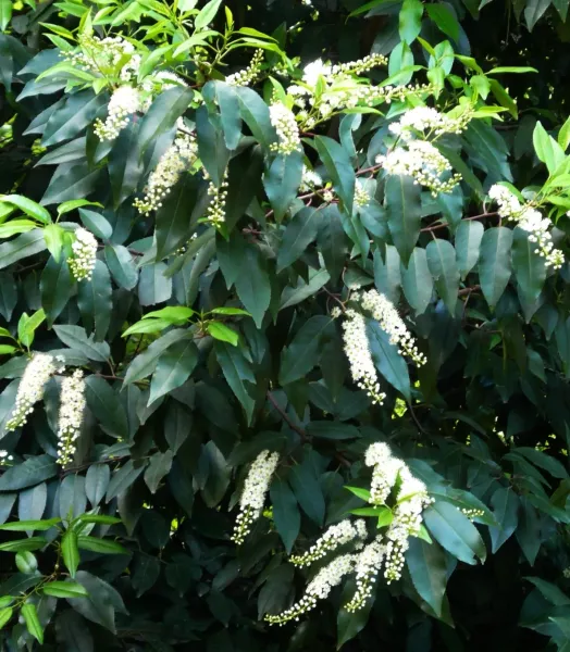 prunus-lisitanica-781513-1.webp