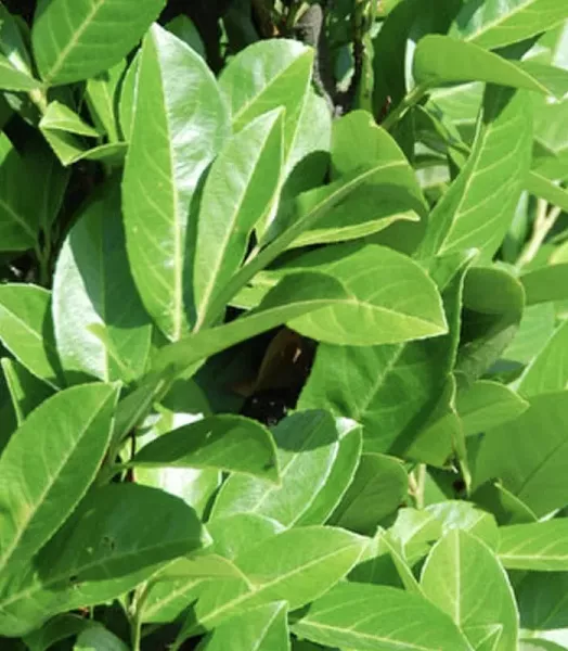 prunus_laurocerasus_rotundifolia___04_2_1_c734.webp