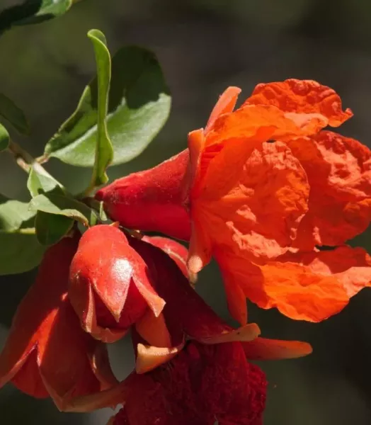 punica-granatum-wonderful-15213-3.webp