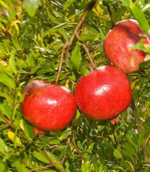punica-granatum-wonderful-grenadier-a-fruit-sans-pepins.webp