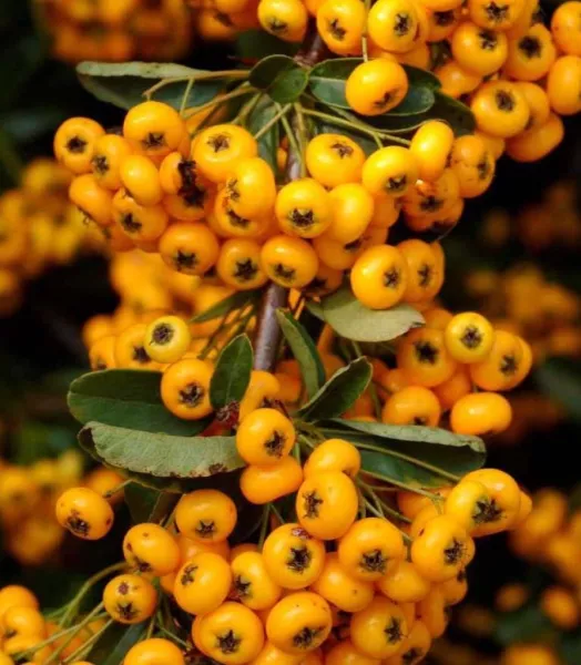 PYRACANTHA SAPHYR jaune 4L