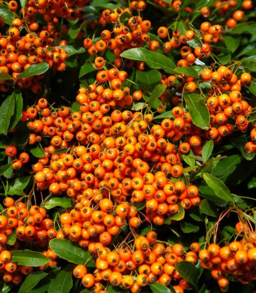 PYRACANTHA SAPHYR orange 4L