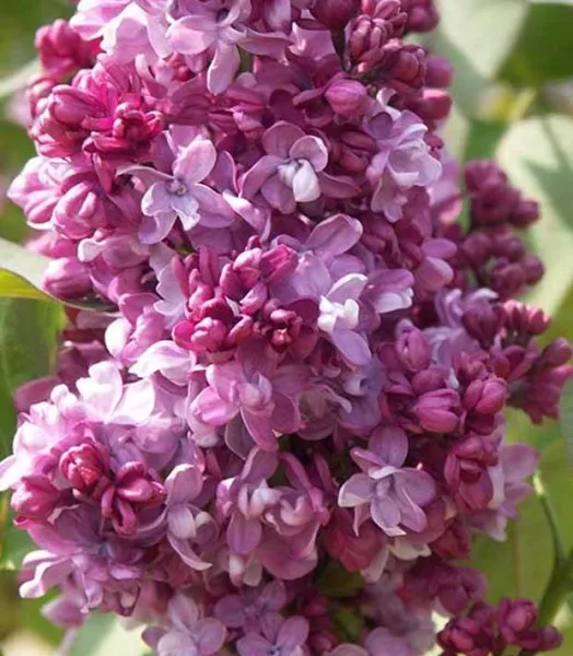 SYRINGA V. 'PRINCE WOLKONSKY' 7,5L