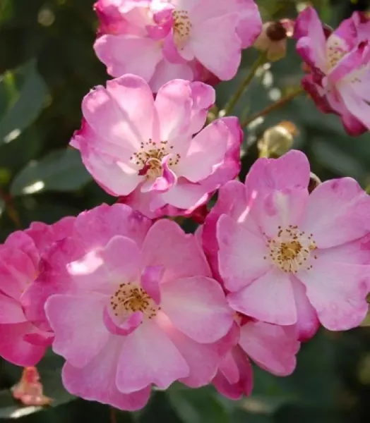 rosa-lavender-dream-66502-1.webp