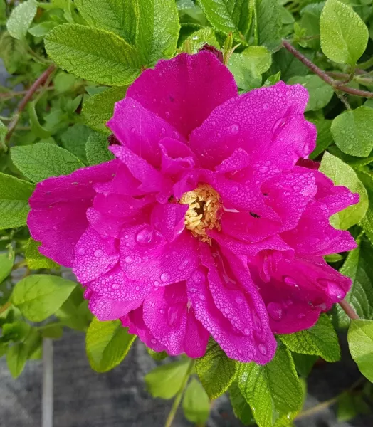 ROSA rug. ANGELIA PURPLE 4L