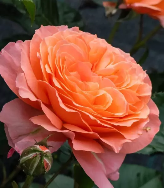 rosier-a-fleurs-groupees-don-pacello-pandocell-copyright-180641-1.webp
