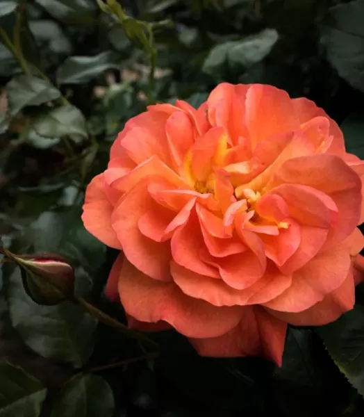 rosier-a-fleurs-groupees-don-pacello-pandocell-copyright-180641-3.webp