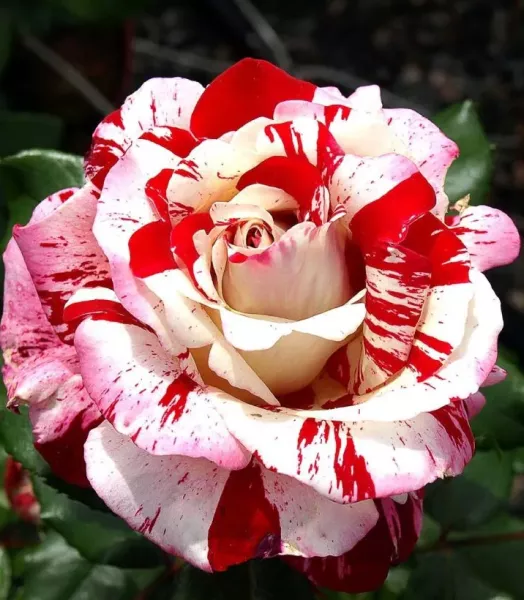 Rosier tige Coeur de rockeur 7.5l