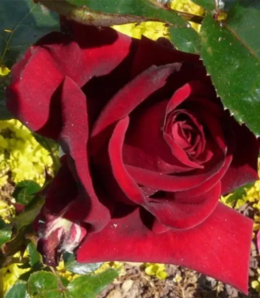 Rosier tige Rouge Adam 7.5L