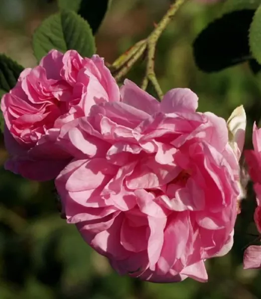 rosier-ancien-kazanlik-83582-1.webp