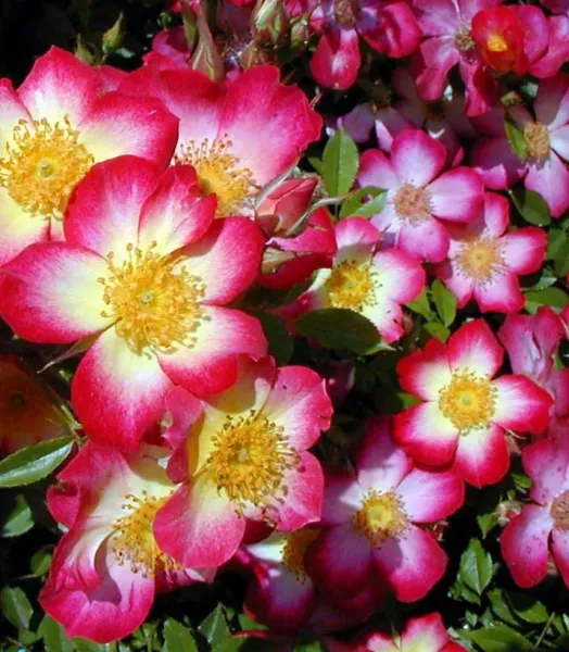 rosier-couvre-sol-star-profusion-en-racines-nues-85191-1.webp