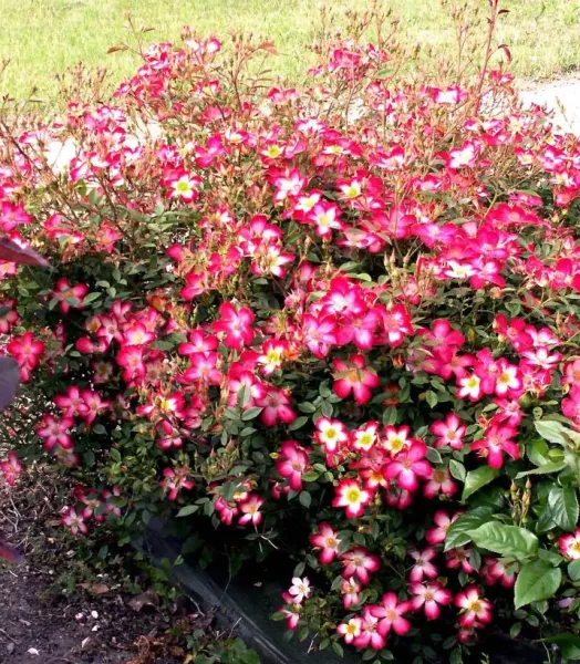 rosier-couvre-sol-star-profusion-en-racines-nues-85191-2.webp