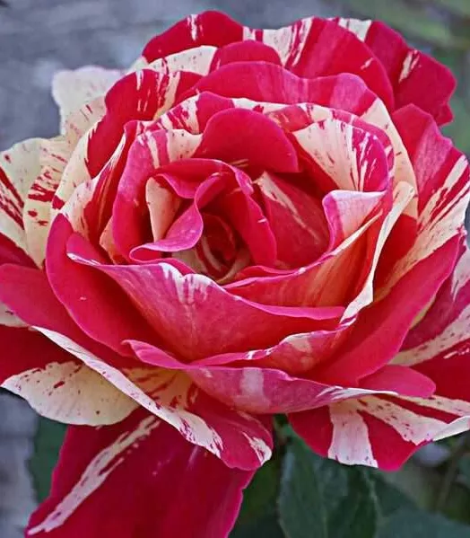 Rosier Tige sp. Broceliande 7,5 L